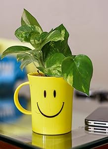 Rolling Nature Good Luck Money Plant in Smiley Cup