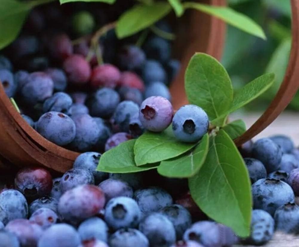 QHYDZ Garden-50/100pcs Semillas Arándanos Azul, Semillas Deliciosa ...