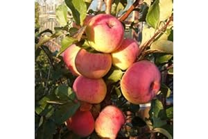 Winter Apple Tree Seeds for Planting - 10 Malus Domestica Seeds | Cold Hardy Variety