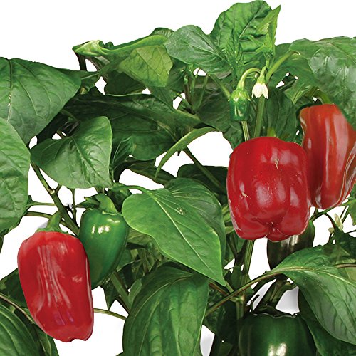 AeroGarden Sweet Bell Peppers Seed Pod Kit (Tall Gardens 7Pod/9Pod