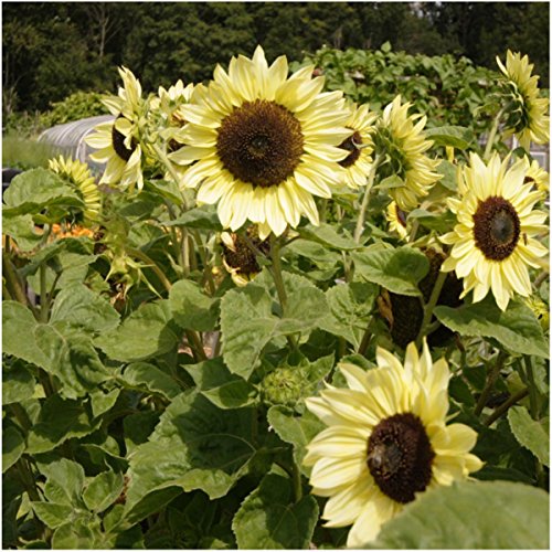 6 Seed+Needs+Sunflower+Varieties+Helianthus