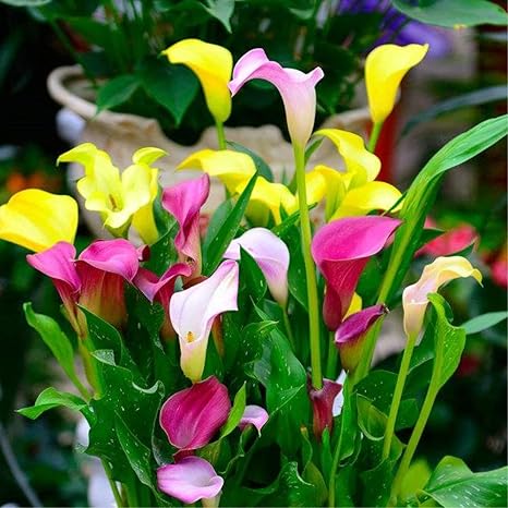 Amazon カラーリリー球根 珍しい植物 速く成長する 成長しやすい 神秘的 花と花壇 装飾 素晴らしい庭に植えられた多年生のエキゾチックな花 1 15 球根 花