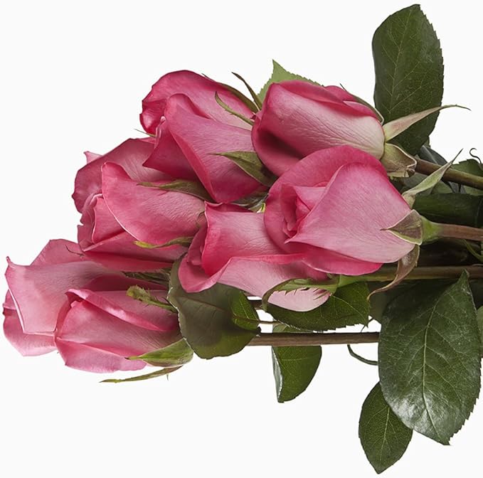 Vistaflor 75 Hot Pink Roses Wholesale Fresh Cut from the
