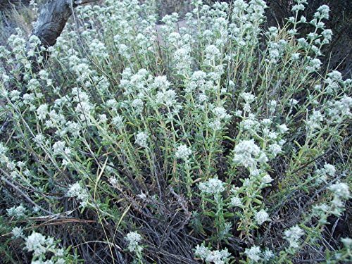 SVI teucrium polium -felty Germander-Creamy White Flowers- 20 Seeds