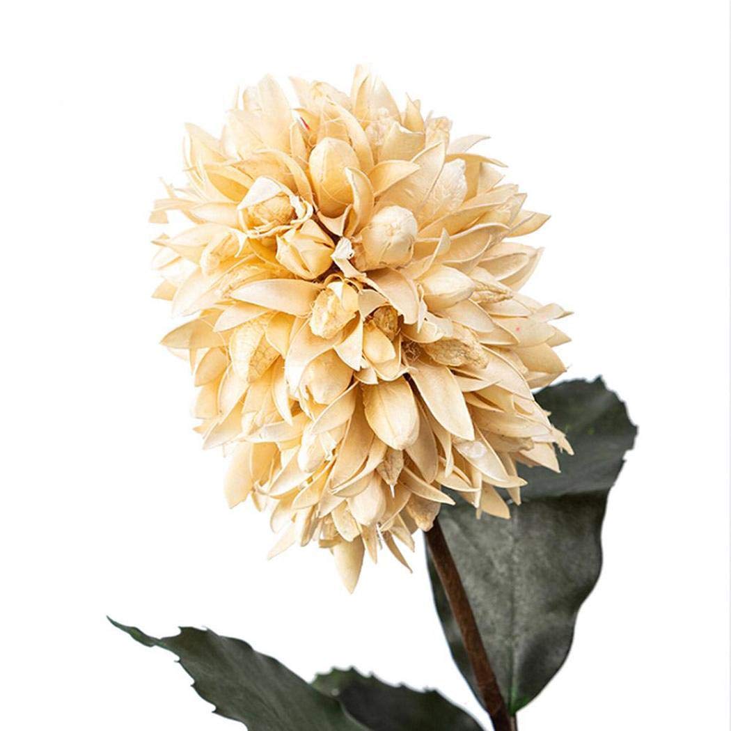 Piokikio Dutch Hyacinth Flower Seeds Home Garden DIY Plants Decoration Flowers