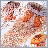FAUX-JUMEAUX                                       image