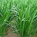 200 Chinese Chives Organic Green Non-gm Seeds