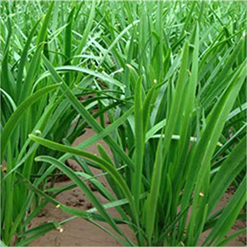 200 Chinese Chives Organic Green Non-gm Seeds