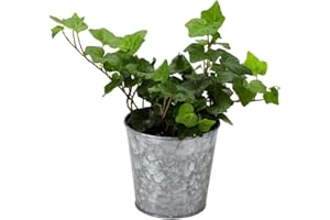 GENERIC Thorsen's Greenhouse Live Green Ivy Plant, Live Indoor Plant, English Ivy, Trailing Plant, 4" Diameter Plant, Galvanized Steel Pot