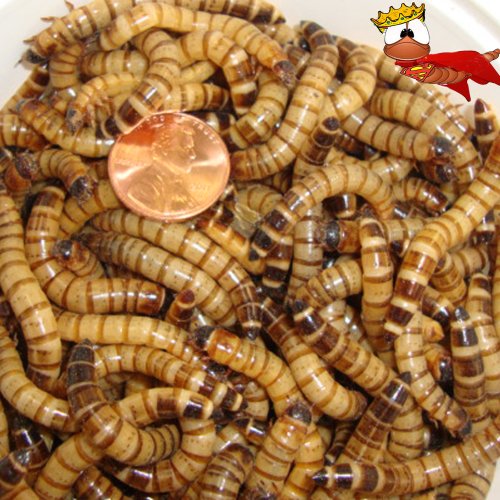 300ct Live Superworms, Feed Reptile, Birds, Fishing Best Bait (Free Shipping)