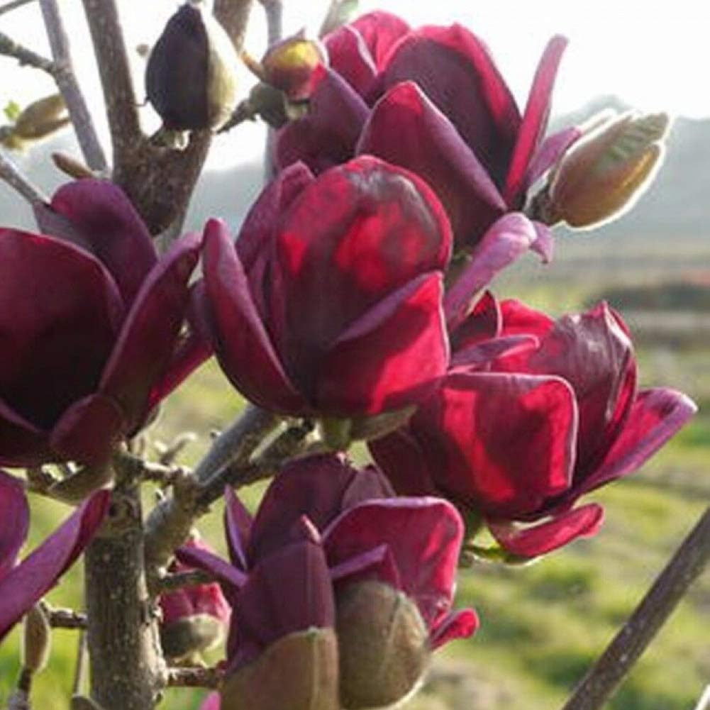 Magnolia Seeds for Yard Gardening Plant,10Pcs Magnolia Seeds Outdoor Garden Fragrant Perennial Flower Ornamental Plant - Deep Purple Magnolia Seeds by ZHOUBA