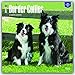 Border Collies 2017 Square