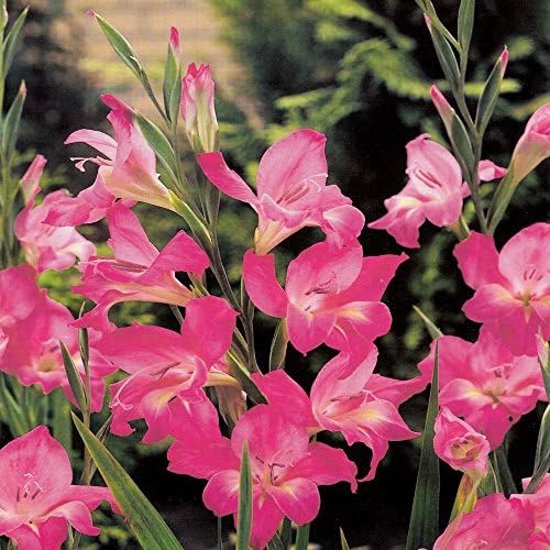 Gladiolus nanus Charming Lady - 10 flower bulbs