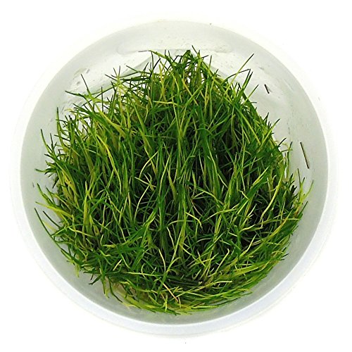 SubstrateSource Eleocharis sp. Dwarf Hairgrass Live Aquarium Plant - Tissue Culture Cup - Thumbnail 2
