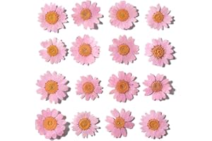 YUNZHI Natural Dried Pink Daisy Flower, Vacuum Packaging, Pressed Flower for House Decoration, Jewelry Making, Phone case Decoration 50pcs/Pack (Pink)