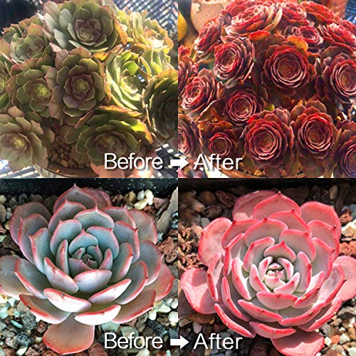 Grow Lights for Indoor Plants - A Plus LED Indoor Plant Lights, Dual Head Full Spectrum Sunlike Grow Light, Double Switch Flower Lamp, with Replaceable E27 Bulb, Professional for Seedling - Thumbnail 6