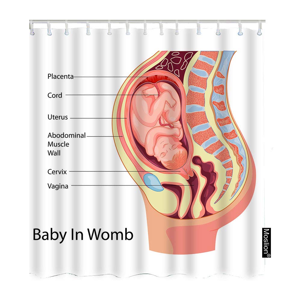 Gestation Biology Britannica
