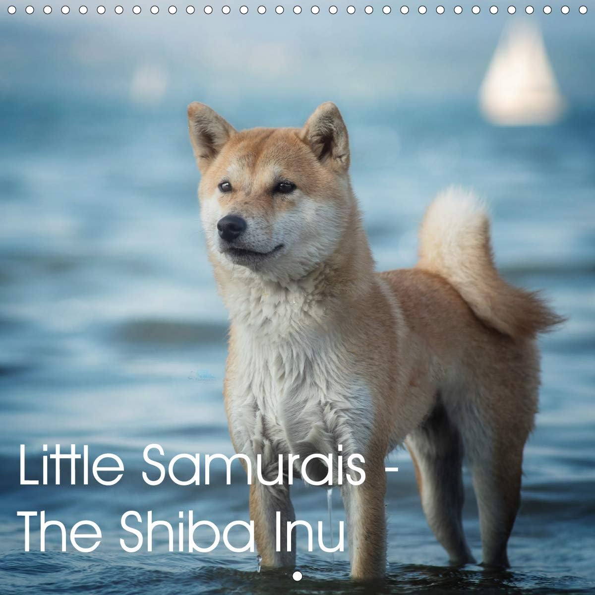 shiba inu little