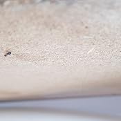 Ecogel Cucarachas Jeringa 10 Gramos, Transparente, Talla Única ...