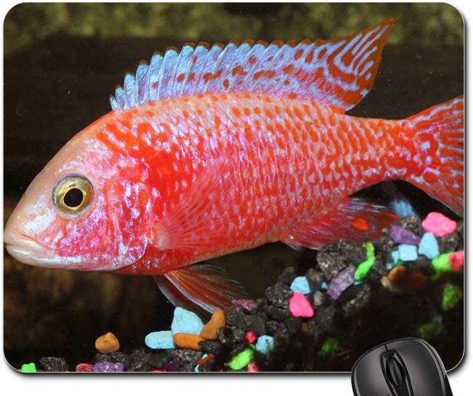 Mouse Pads - Cichlid Fish Peacock Strawberry Red Fins Tropical Non-Slip Mouse pad