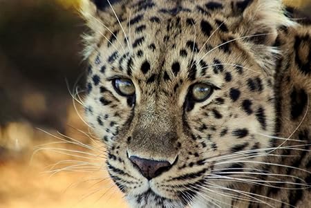 Amazon Co Jp 特大 ポスター ヒョウ顔古いかわいい悲しい 壁紙ウォールステッカーポスター 594x4mm Generic