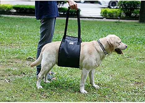 labra dog belt