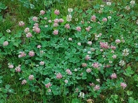 PLAT FIRM GERMINATIONSAMEN: 1 lb: Alsike Kleesamen