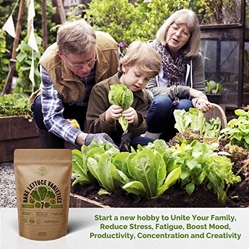 7 Lettuce Seeds Variety Pack NonGMO Heirloom Seeds for Planting