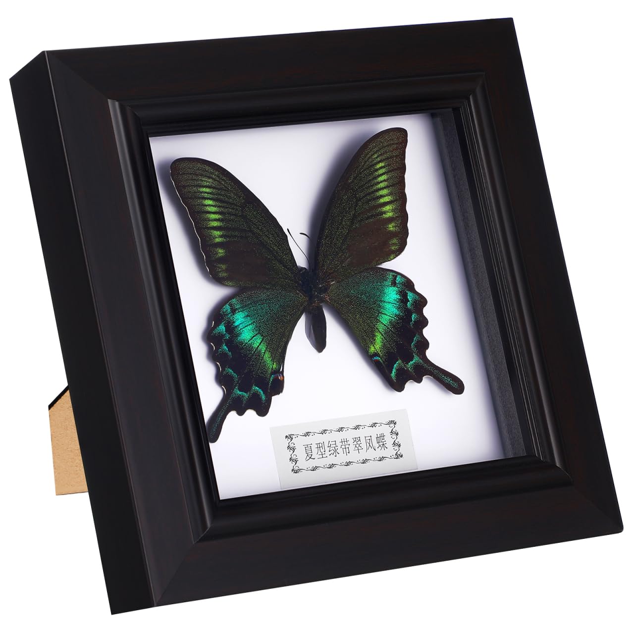 Housoutil Butterfly Shadow Box, Butterfly Specimens in Shadow Box, Blue Morpho Butterfly Framed and Mounted in Black Display for Wall Shelf or Table Display