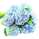 KaBloom-6 Blue Hydrangeas Bouquet, Flowers for Valentine, Mother's Day