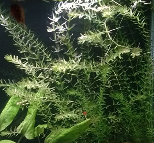 New Anacharis Egeria Elodea Densa Tropical Live Aquarium Aquatic Plant BUY2 +1 Free