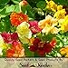 110 Flower Seeds, Nasturtium "Jewel Mixture" (Tropaeolum majus) Seeds By Seed Needs