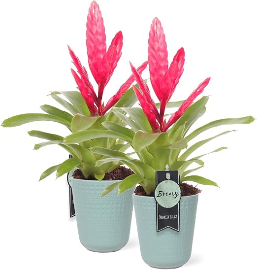 Breasy Bromelia Vriesea Multi Flora Astrid Pianta Della Camera Rossa Nel Coltivatore Vaso O12 Cm Altezza Bromelia 42 Cm Amazon It Giardino E Giardinaggio