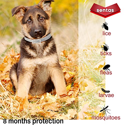 Dog Flea and Tick Collar - Flea and Tick Prevention for Dogs Up to 1 Year Easily Adjustable and Waterproof for Large Small Dogs Flea and Tick Control - Natural Dog Flea Collar for Pet 24.5