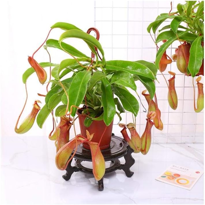 NINGVONG Nepenthes potted plants, plant flowers, indoor mosquito repellent, spider plant purify air@Big pig cage_Basin