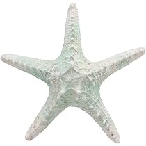 Amazon.com: Ebros Large Ocean Coral Sea Star Shell Starfish Statue ...
