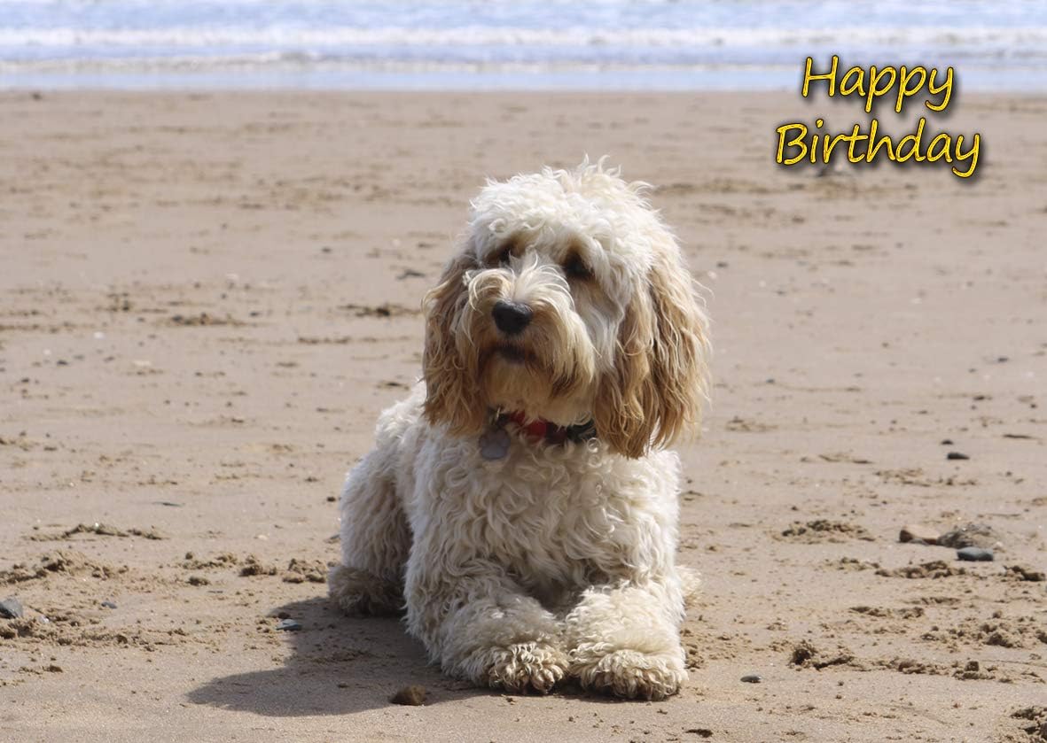 cockapoo birthday
