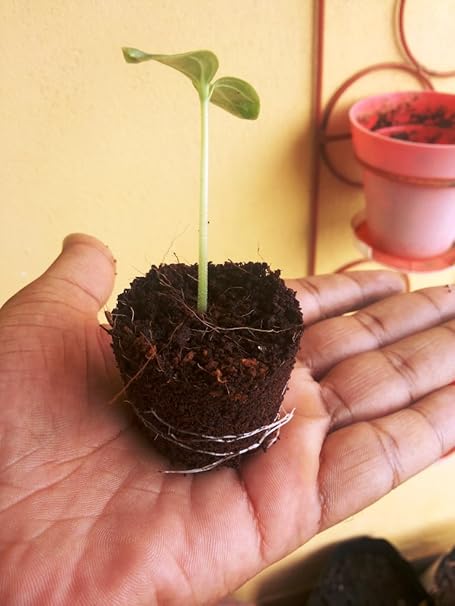 Cocogarden COCOPEAT Powder - 200 GMS