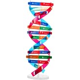 Kisangel DNA Kit Self Double Helix Model Kit Assembling DNA Display Stand Human Genes Learning Toy Biological Teaching Aid Science Molecular Model Kit