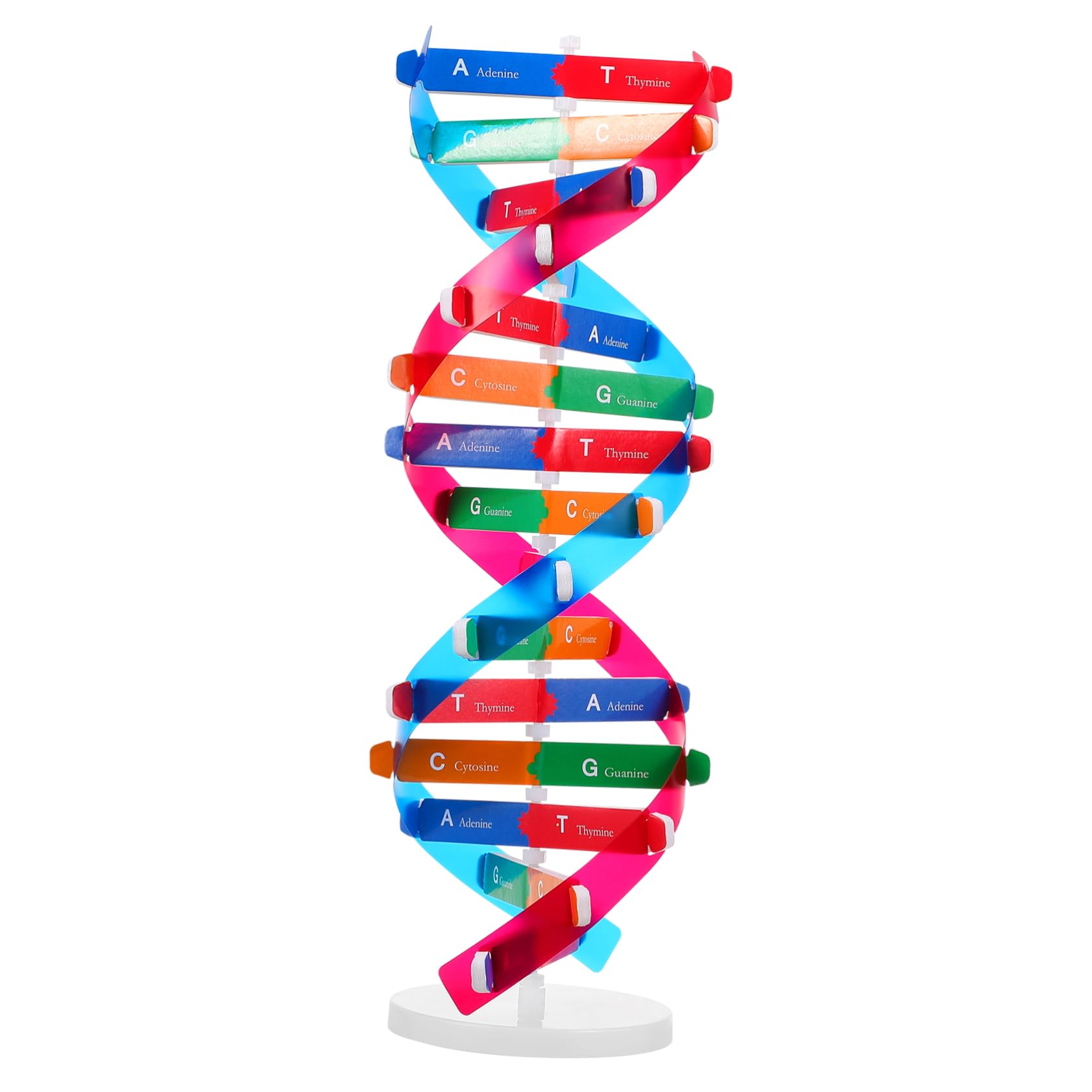 Photo 1 of DNA Kit Self Double Helix Model kit Assembling DNA Display Stand Double Helix Model Human Genes Learning Toy Biological Teaching DNA Helix Model Aid Science DNA Models Molecular Model Kit