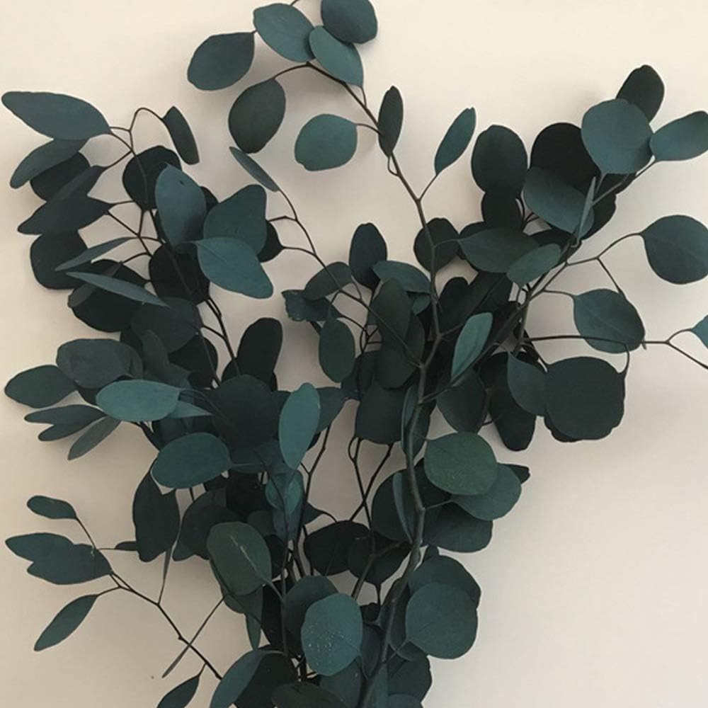 Preserved Eucalyptus Branches 22inch Dried Eucalyptus Leaves For