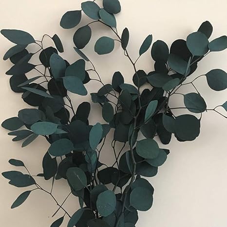 Preserved Eucalyptus Branches 22inch Dried Eucalyptus Leaves For