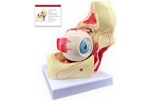 Veipho 3X Enlarged Human Eye Orbital Anatomy Model with Stand, 10 Detachable Anatomical Parts Eyeball Orbit Model for Teaching and Ophthalmology Study