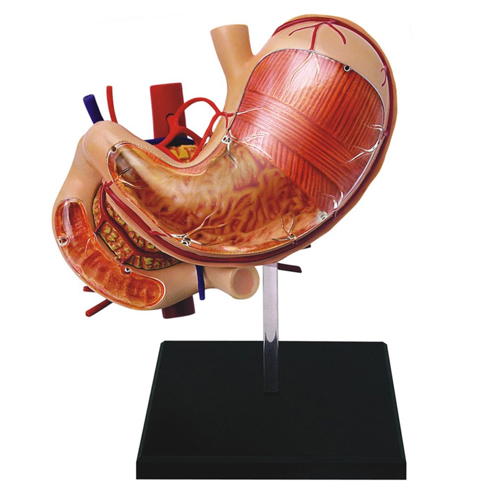 Famemaster 4D-Vision Human Stomach Anatomy Model Multi-colored, 10