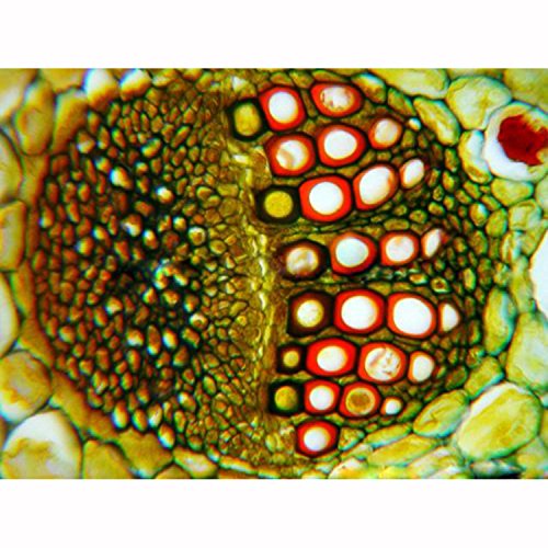 1 AmScope+PS50A+Microscope+Biological+Education
