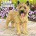 Just Cairn Terriers 2018 Calendar