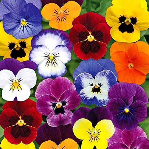 Viola Tricolor Seed Mix Wild Pansy Sweet Violets JohnnyJumpUp Garden Pansy Seeds for Planting