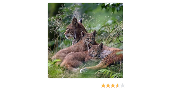Imán para Frigorífico, lince de gato de la Familia Debajo de ...