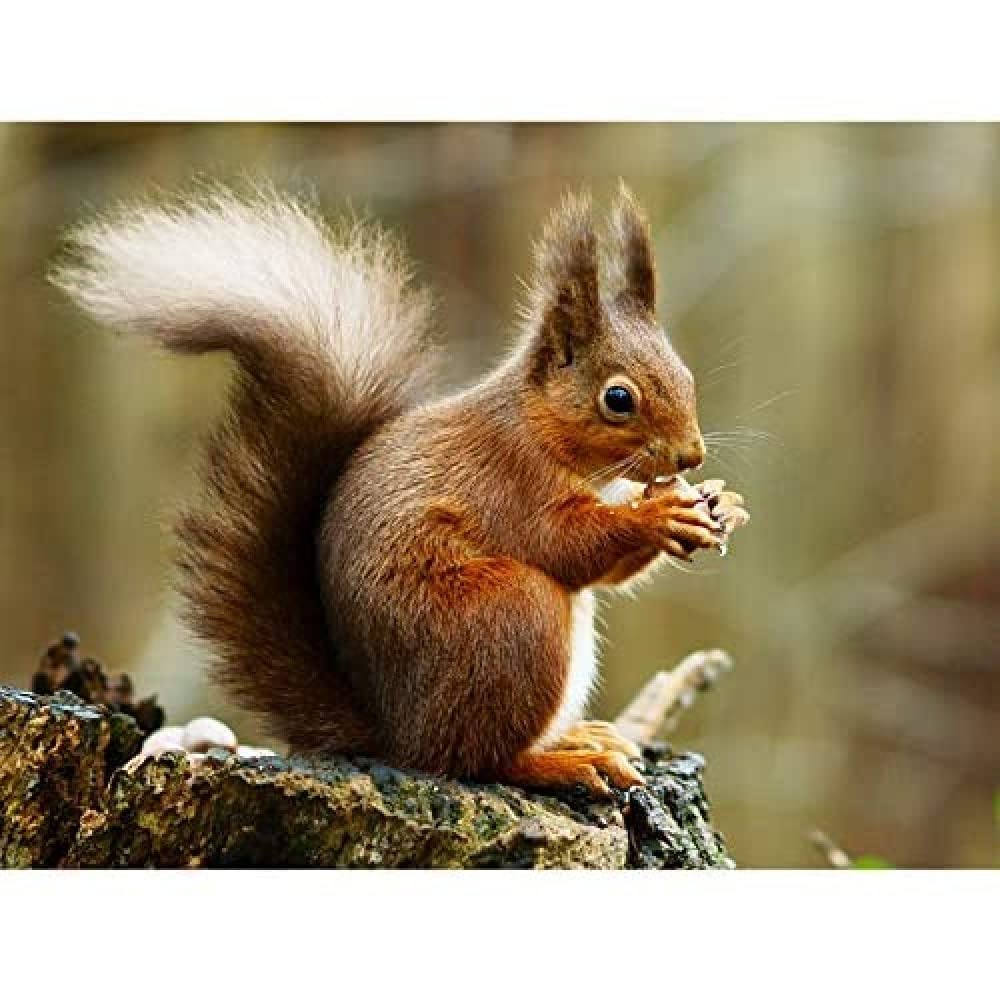 Fine Art Prints Trimming Red Squirrel Eating Forest Nature Photo Art Print Canvas Premium Wall Decor Poster Mural, 16 x 12 inches