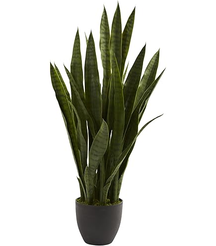 braided snake plant for sale Sansevieria Laurentii, Snake Plants main image 0